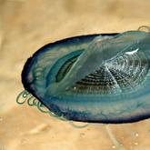 Velella velella